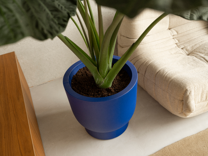 amber grail 30cm royal blue